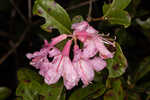 Chapman's rhododendron